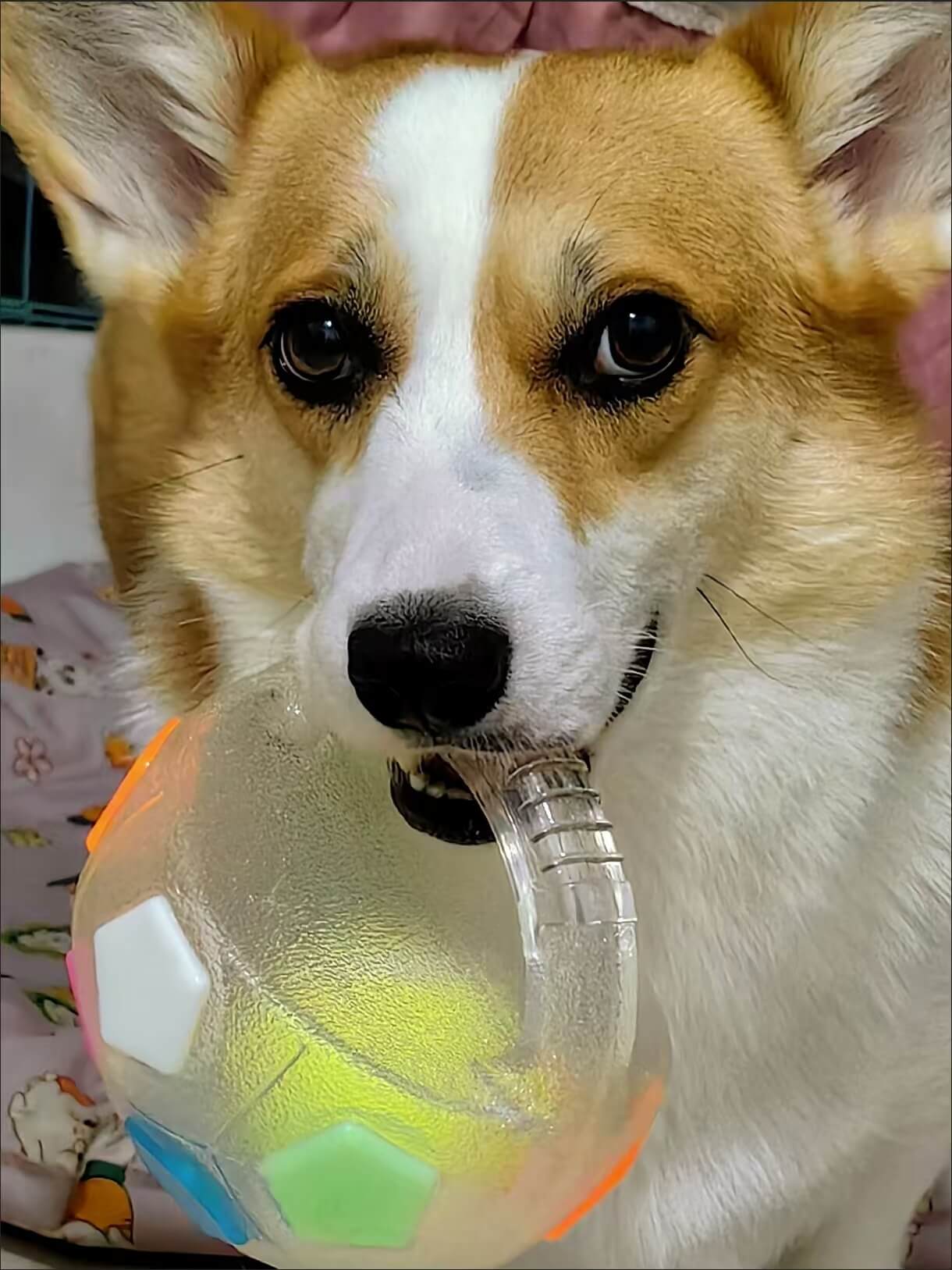 PawKick™ Durable Soccer Toy – Bouncy, Bite-Resistant & Fun