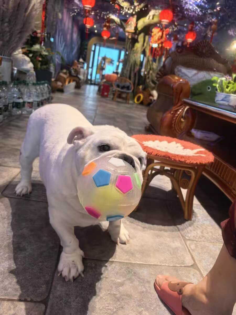 PawKick™ Durable Soccer Toy – Bouncy, Bite-Resistant & Fun