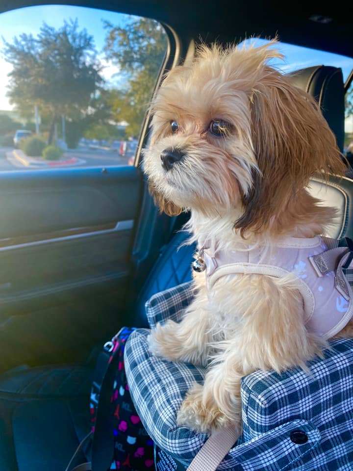 Petoday® Pet Carpool Seat