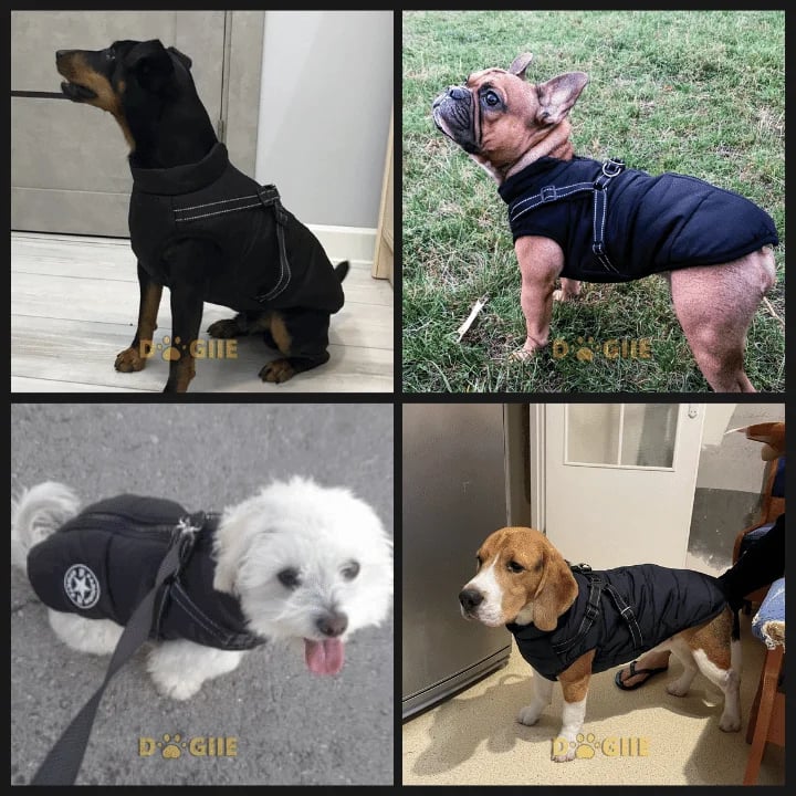 🔥 Waterproof Furry Jacket for Dogs of All Sizes