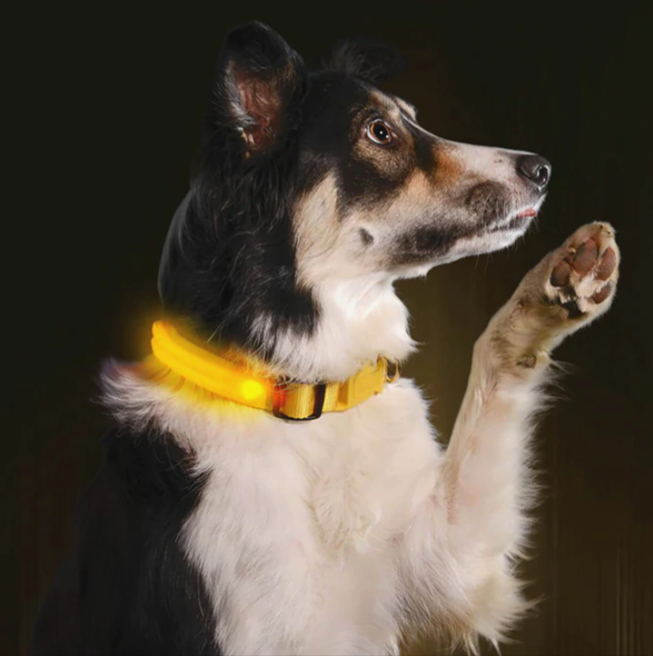 Rechargeable LED Collar For Dog