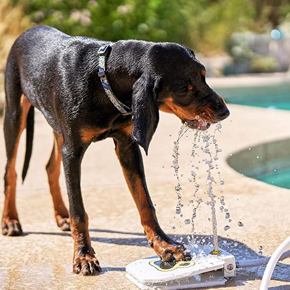 Premium Step On Paw Activated Dog Water Fountain Sprinkler