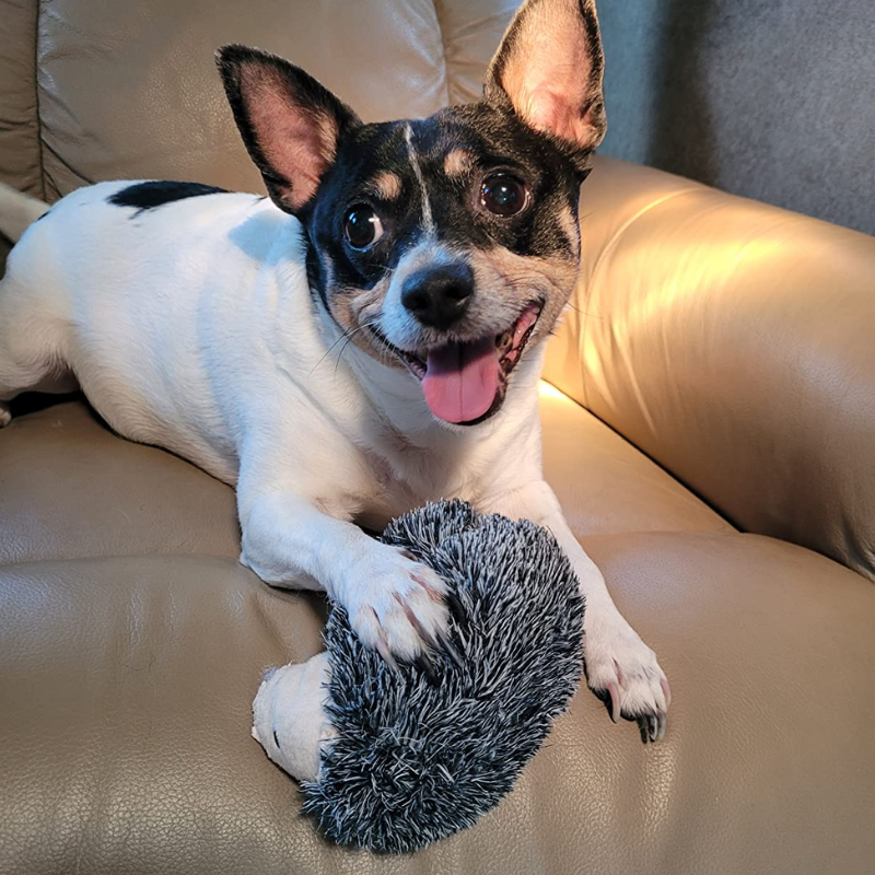 Hedgehog- Immortal Squeaker Plush Toy For Aggressive Chewers