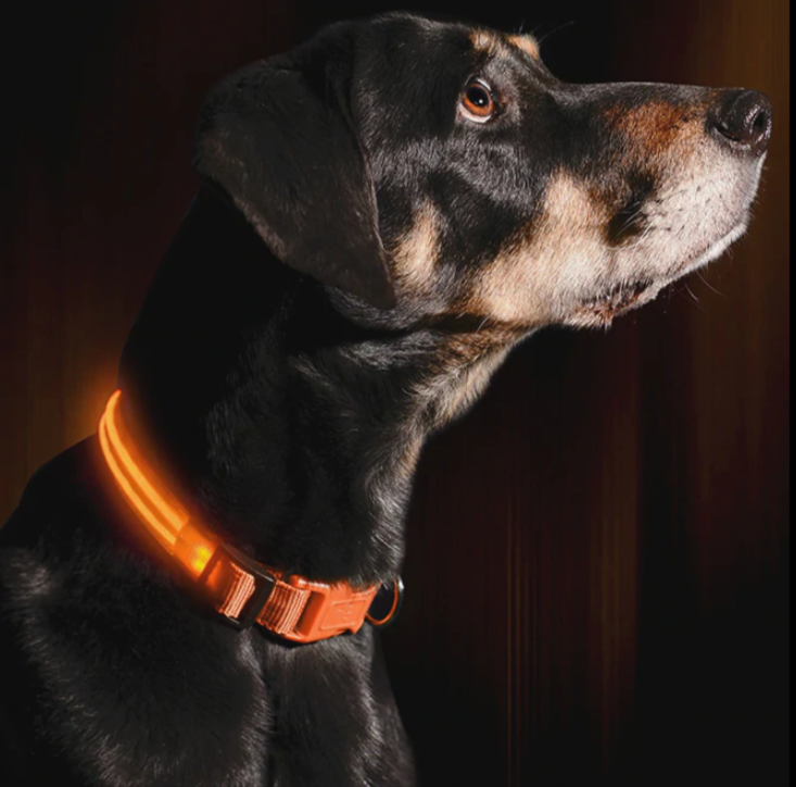 Rechargeable LED Collar For Dog