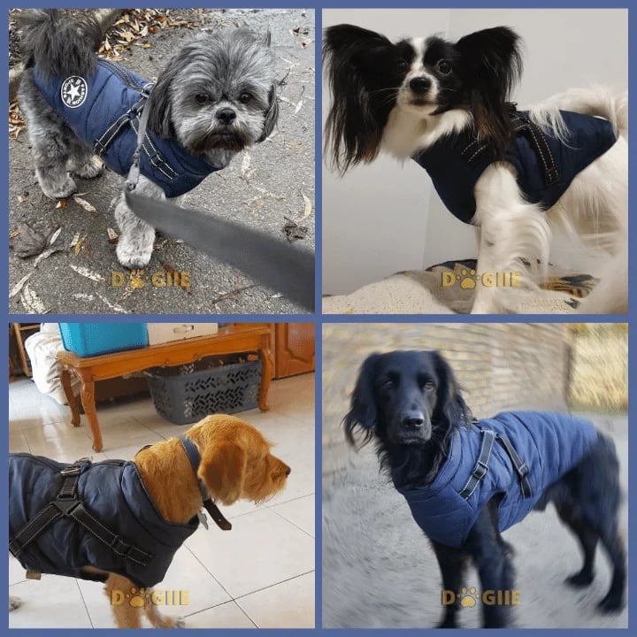 🔥 Waterproof Furry Jacket for Dogs of All Sizes